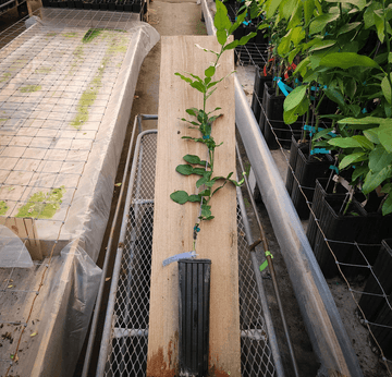 Kaffir Lime Tree - 26-30" Tall Live Plant - Gallon Pot - Grafted - Citrus Hystrix - The Nursery Center