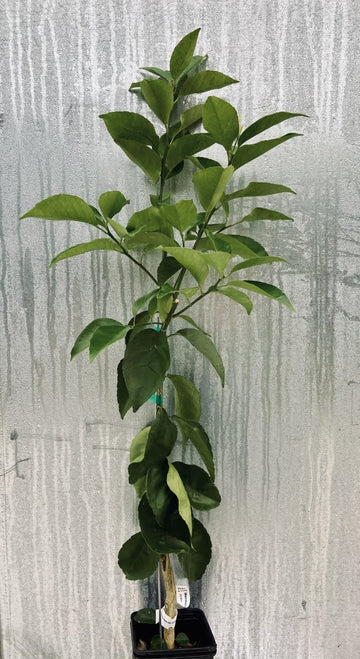 Kishu Mandarin Tree (Seedless) - 24-36" Tall - Live Citrus Plant - Gallon Pot