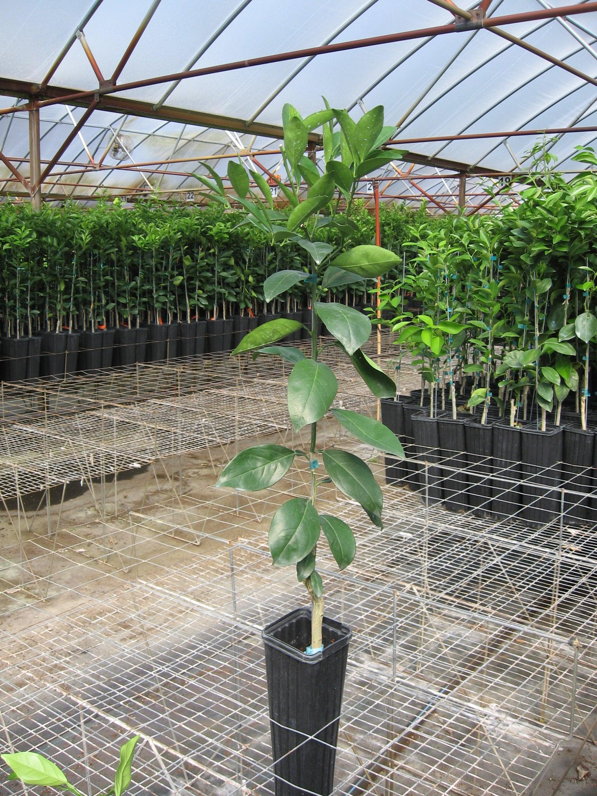 Fukushu Kumquat Tree - Semi-Dwarf - 18-36" Tall - Live Citrus Plant - Indoor/Outdoor Patio Plant - Gallon Pot - The Nursery Center