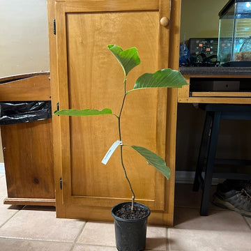 Yellow Bird Magnolia Tree/Shrub - 12-24