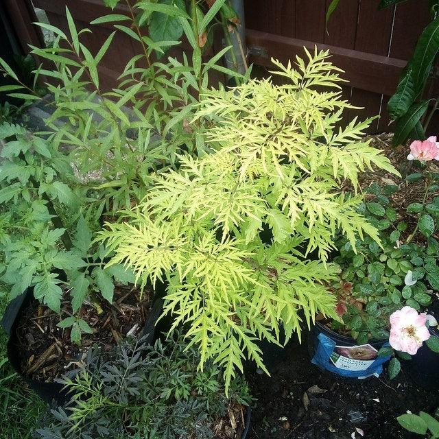 2 Lemony Lace Elderberry Shrubs/Bushes - 6-12" Tall Seedlings - Live Plants - 4" Pots - The Nursery Center