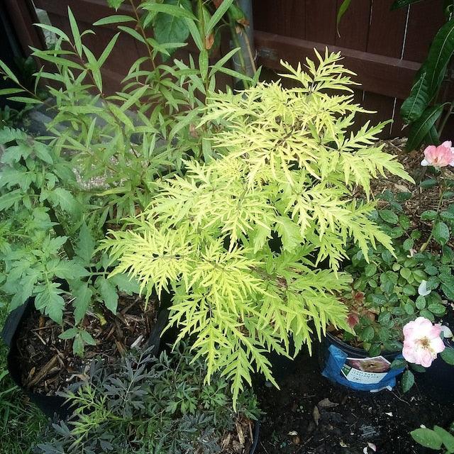 Lemony Lace Elderberry Shrub/Bush - 6-12" Tall Seedling - Live Plant - 4" Pot - The Nursery Center
