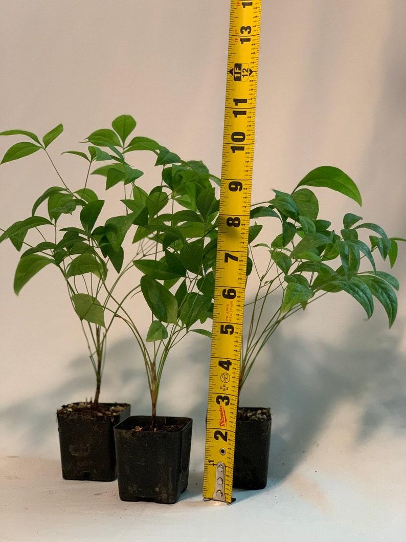 5 Dwarf Nandina Firepower Shrubs - Heavenly Bamboo Bushes - 4-10" Tall Live Plants - 2" Pots - The Nursery Center