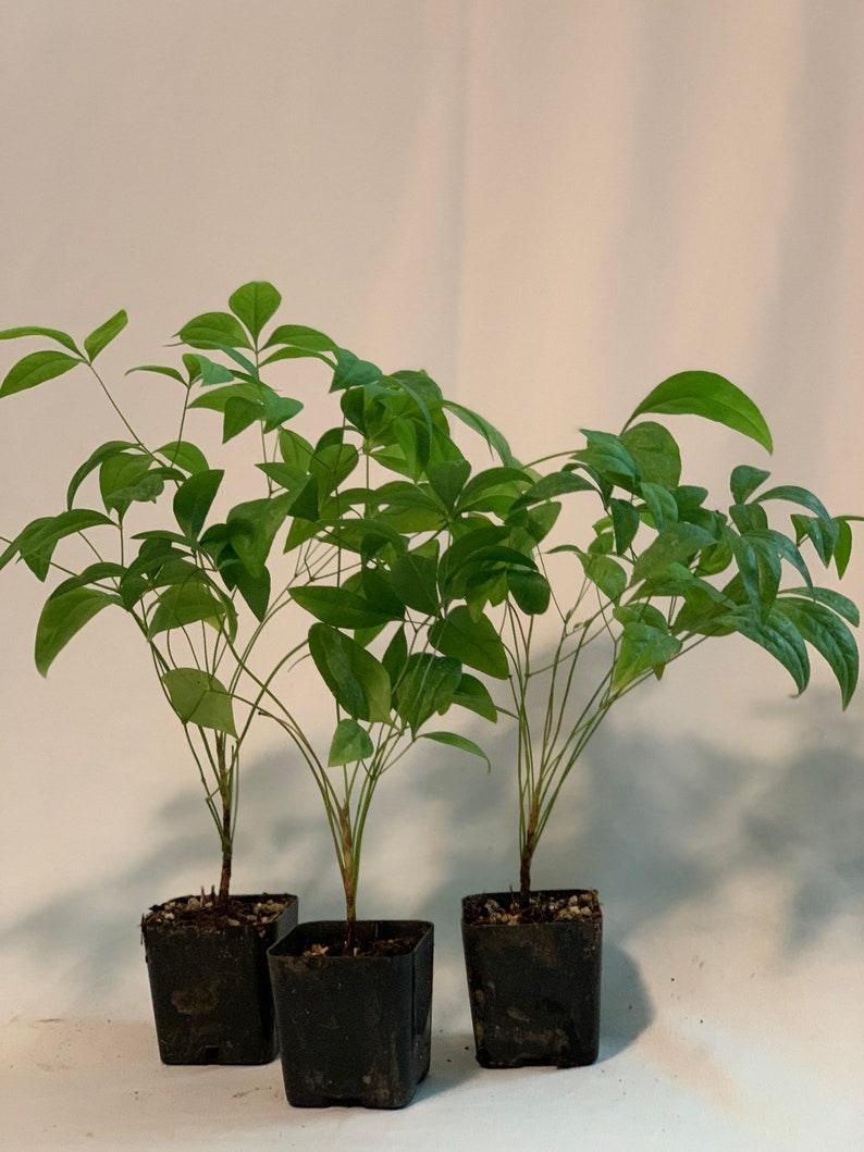 2 Dwarf Nandina Firepower Shrubs, Heavenly Bamboo, 4-10" Tall Live Plants, 2" Pots - The Nursery Center