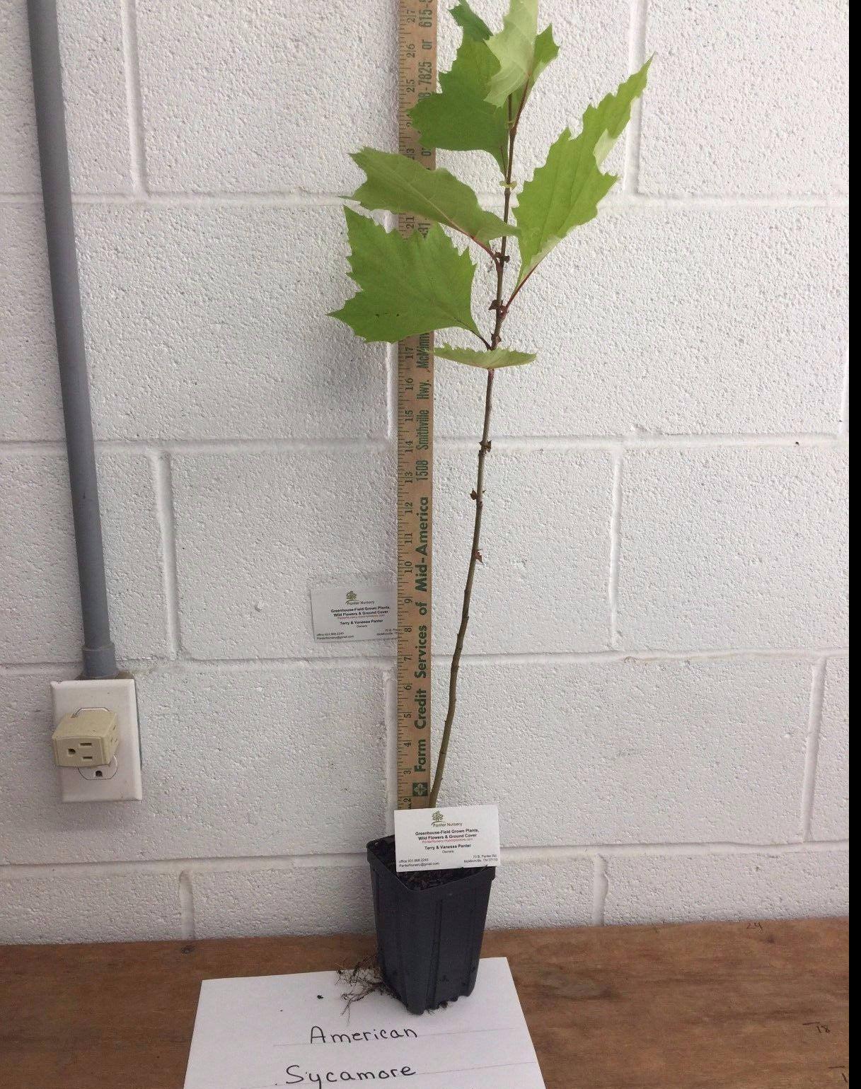 American Sycamore Tree - 10-12" Tall Live Plant - Quart Pot - Platanus occidentalis - The Nursery Center