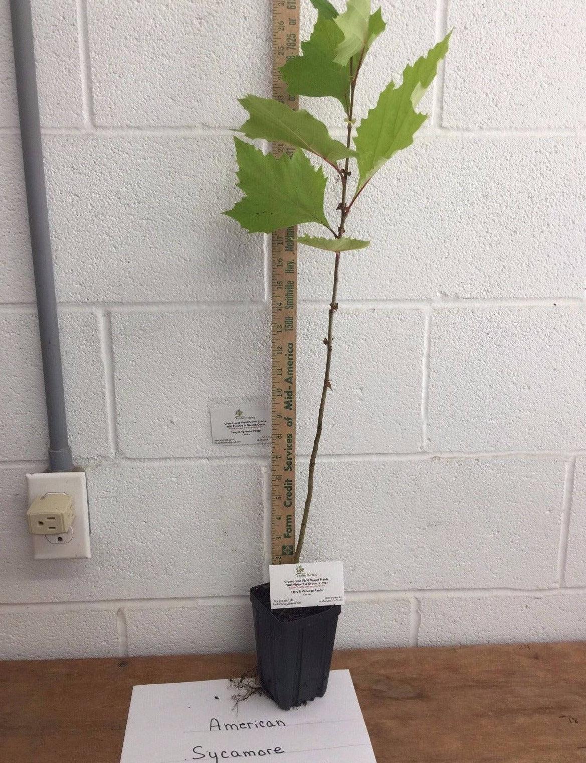 2 American Sycamore Trees - Live Plants - 10-12" Tall Seedlings - Quart Pots - The Nursery Center