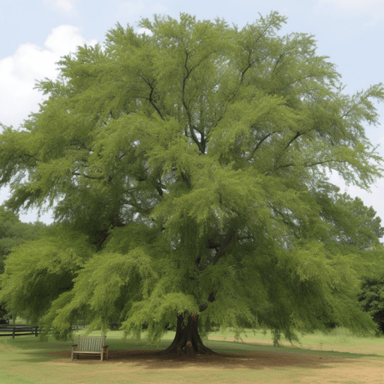 Willow Oak Tree - 12-18" Tall Seedling - Live Plant - 4" Pot - Quercus phellos - The Nursery Center