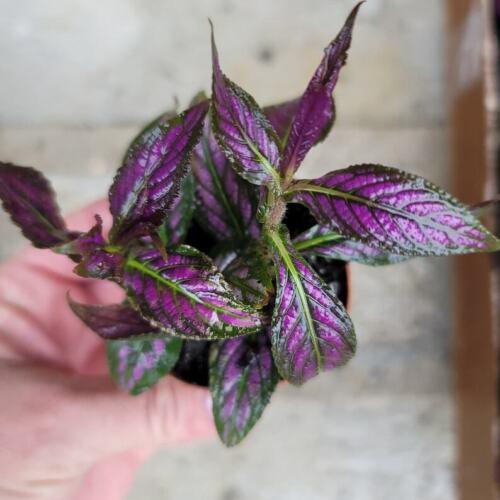 2 Royal Purple Persian Shield Plants - Live Seedlings - Strobilanthes dyerianus - The Nursery Center