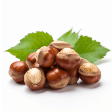 American Hazelnut/Filbert Tree - 6-12