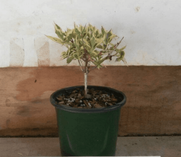 2 Variegated Weigela Bushes/Shrubs - 6-12" Tall Live Plants - Potted - Weigela florida 'Variegata' - The Nursery Center