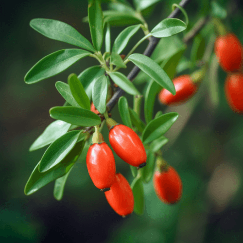Goji Berry Shrub – 24" Tall Seedling – Live Plant – Pot – Lycium barbarum - The Nursery Center