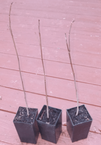 2 Henry's Garnet Shrubs (Virginia Sweetspire) - 12" Tall Seedlings - Live Plants - 4" Pots - The Nursery Center