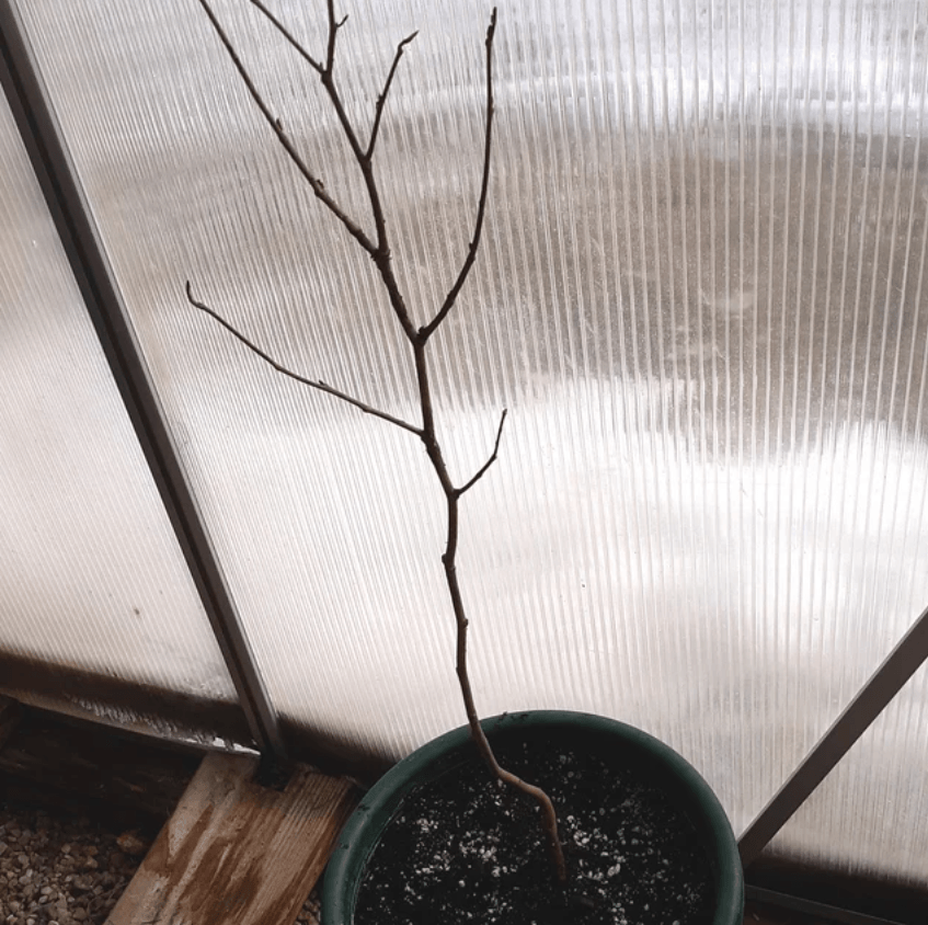 Mixed Crape Myrtle Shrub/Tree - 18-24" Tall Live Plant - Lagerstroemia indica 'Rosea' - The Nursery Center