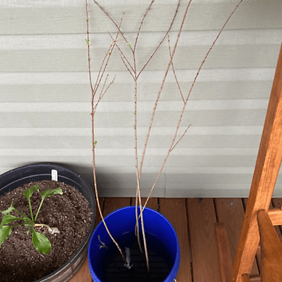 White Flowering Dogwood Tree - 24-36" Tall Live Bareroot Plant - Cornus florida - The Nursery Center