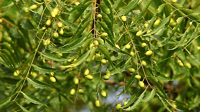 Neem Tree - 24-36" Tall Live Plant - 1 Gallon Pot - Outdoor Seedling - Azadirachta indica - The Nursery Center