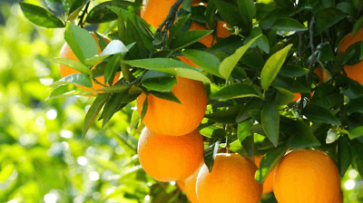 Dwarf Page Orange Tree - 26-30" Tall - Live Grafted Citrus Plant - 1 Gallon Pot - The Nursery Center