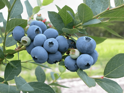 5 Jersey Northern Highbush Blueberry Bushes/Shrubs - 18-24" Tall - 3 Year Old Live Plants - The Nursery Center