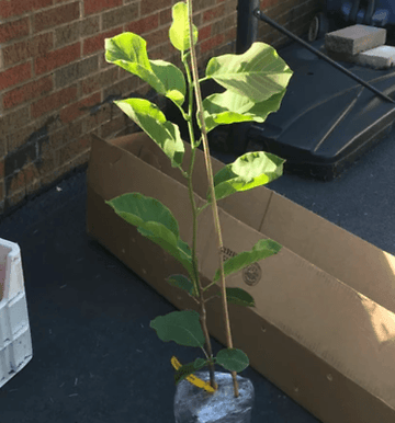Yellow Bird Magnolia Tree/Shrub - 24-36" Tall Live Plant - 2-3 Foot Tall Seedling - The Nursery Center