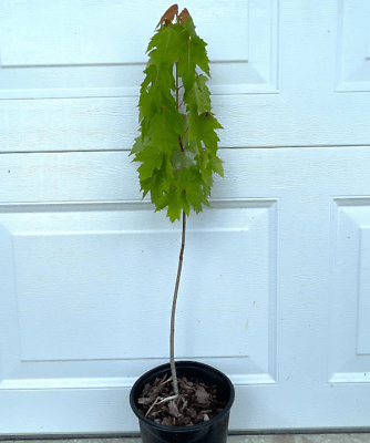 Silver Maple Tree - 12-18" Tall - Live Plant - Quart Pot - Acer Saccharinum - The Nursery Center