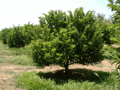 Sugar Apple (Sweetsop/Custard Apple) Tree, 5-6" Tall Live Plant, Annona squamosa - The Nursery Center