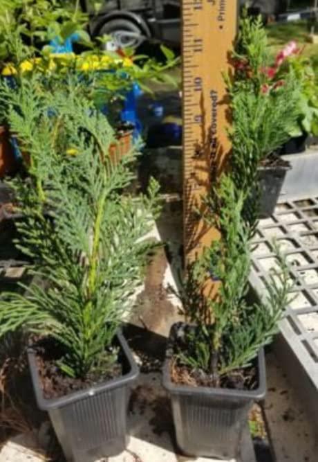 20 Leyland Cypress Trees - 8-14" Tall - 2.5" Pots - Live Plants - Ships Potted - The Nursery Center