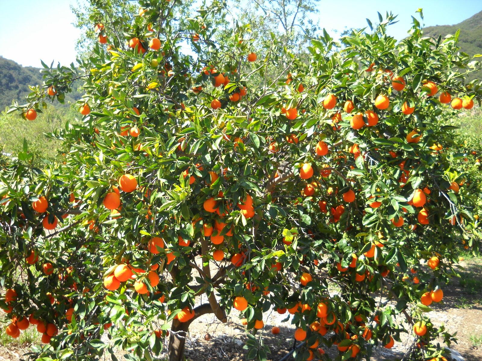 Dwarf Honeybell (Minneola Tangelo) Tree - 26-30" Tall - Live Citrus Plant - Gallon Pot - Grafted - Citrus x tangelo 'Minneola' - The Nursery Center