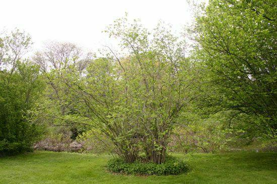American Hazelnut (Filbert) Tree - 18-24" Tall - Live Plant - Corylus americana - The Nursery Center