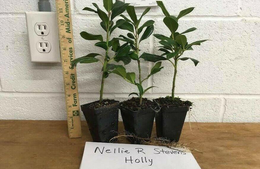 Nellie R. Stevens Holly Shrub/Hedge Tree - Live Plant - 6-12" Tall - 2.5" Pot - The Nursery Center