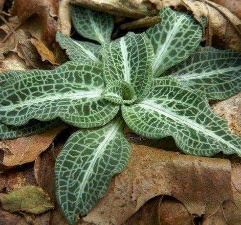 20 Downy Rattlesnake Plantain Orchid Root Systems, Perennial - Goodyera pubescens - The Nursery Center