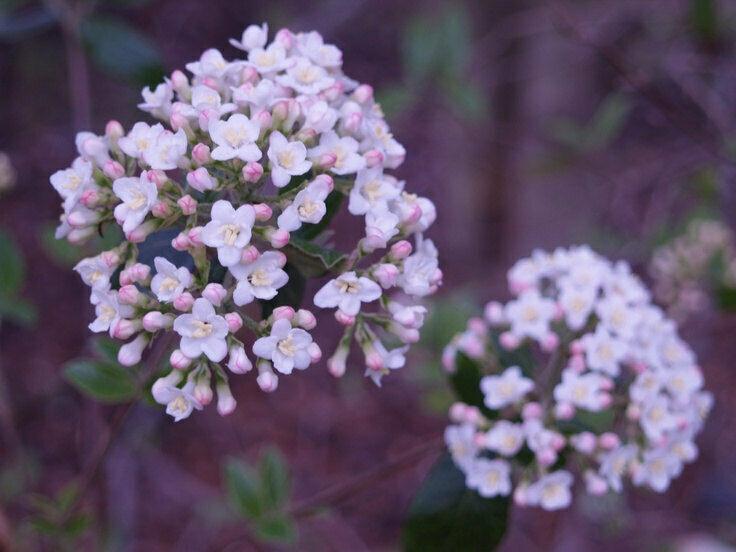 2 Koreanspice Viburnum Shrubs/Bushes (Arrowwood) - 6-8" Tall Live Plants - 3" Pots - Viburnum Carlesii - The Nursery Center