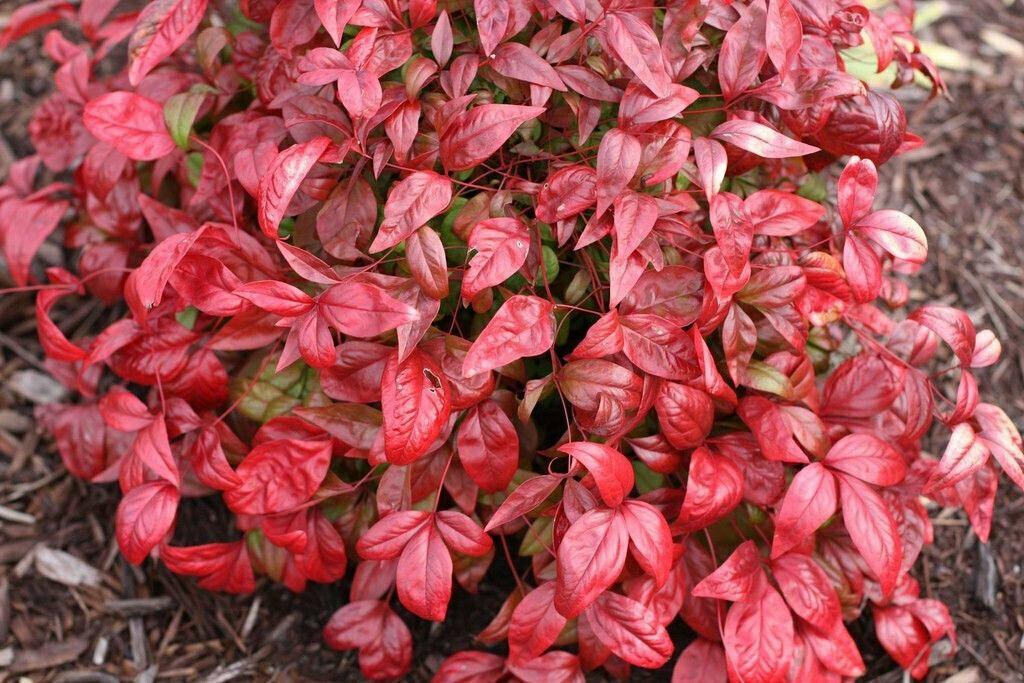 5 Dwarf Nandina Firepower Shrubs - Heavenly Bamboo Bushes - 4-10" Tall Live Plants - 2" Pots - The Nursery Center