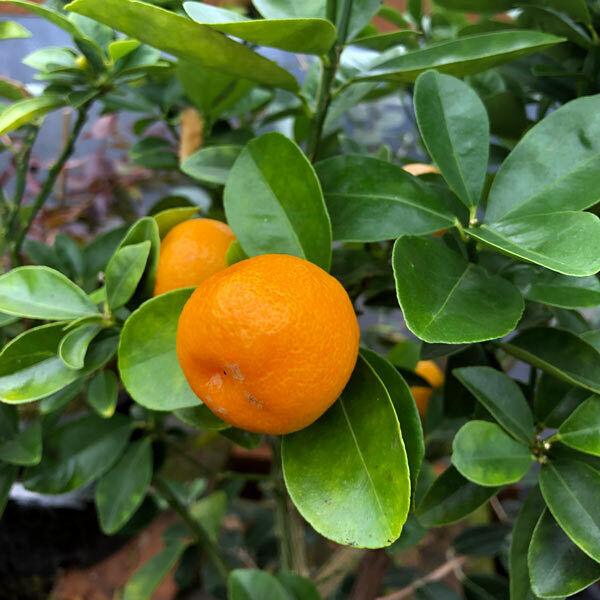 Fukushu Kumquat Tree - Semi-Dwarf - 18-36" Tall - Live Citrus Plant - Indoor/Outdoor Patio Plant - Gallon Pot - The Nursery Center