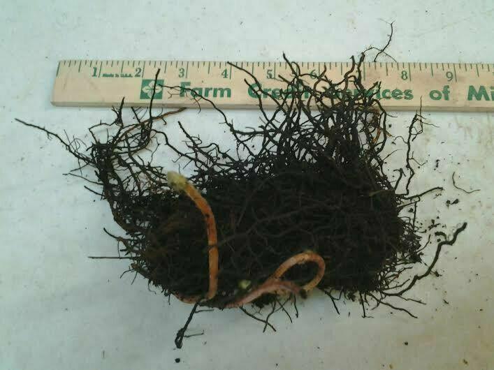 20 Cinnamon Fern Rhizomes / Roots - Perennial Herb Plants - Osmunda cinnamomea - The Nursery Center