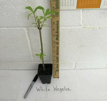 2 White Weigela Rounded Shrubs - Live Plants - 6-12