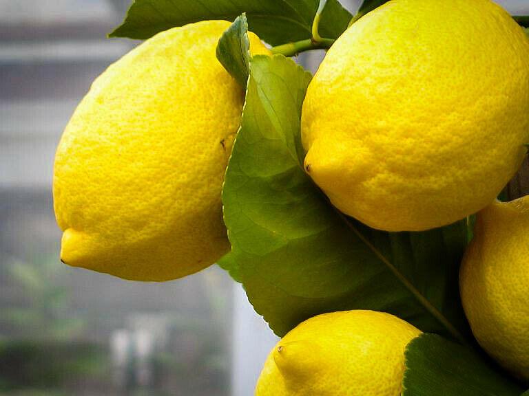 Eureka Lemon Tree - 12-15" Live Plant, Ships in 5" Pots - Citrus limon 'Eureka' - The Nursery Center