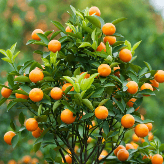 Dwarf Brown Select Satsuma Orange Tree - 16-24" Tall Live Citrus Plant - Gallon Pot - The Nursery Center