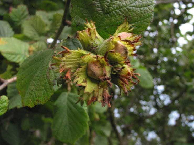American Hazelnut Tree - 36" Tall Seedling - Live Plant - Bareroot - Outdoor - The Nursery Center