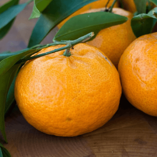 Brown Select Satsuma Orange Tree - 26-30" Tall Live Citrus Plant - Gallon Pot - The Nursery Center