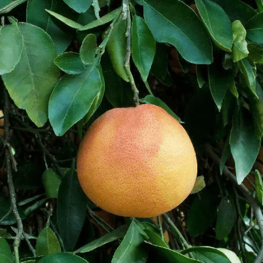 Dwarf Flame Grapefruit Tree - 26-30" Tall, Live Grafted Citrus Plant, Gallon Pot - The Nursery Center