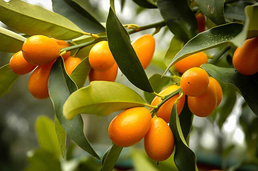 Nagami Kumquat Tree - 26-30" Tall - Live Citrus Plant - Gallon Pot - Grafted - The Nursery Center