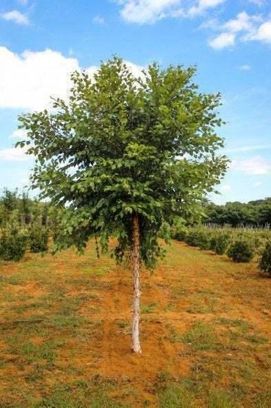 River Birch Single Stem Tree - 12-18" Tall Live Plant - Quart Pot - Betula nigra - The Nursery Center
