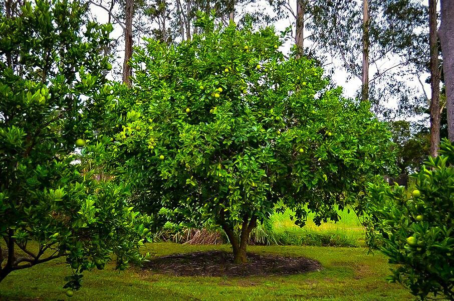 Persian/Tahiti/Bearss Lime Tree - 12-15" Live Plant - 5" Pot - Citrus latifolia - The Nursery Center