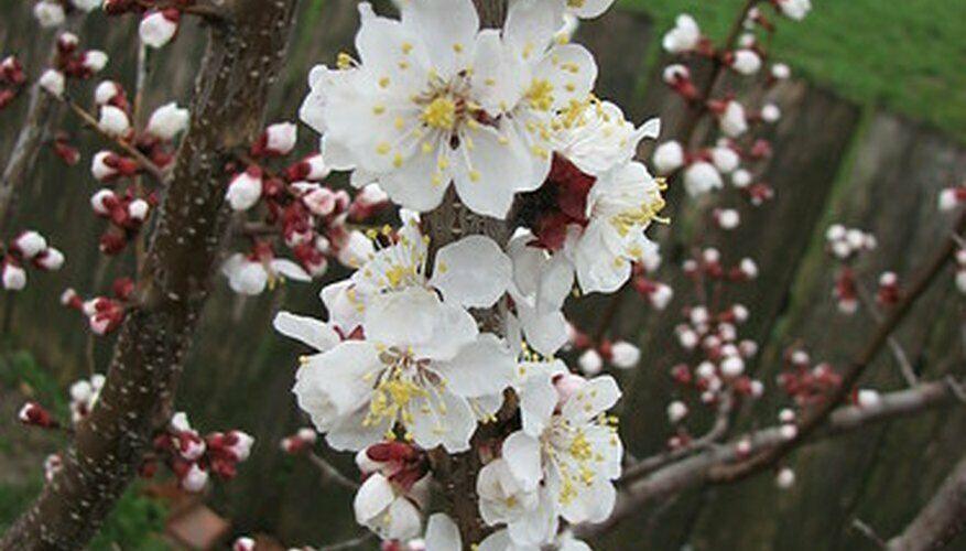 Weeping Cherry Tree - Live Plant - 6-12" Tall Seedling - 3" Pot - Ships Potted - The Nursery Center