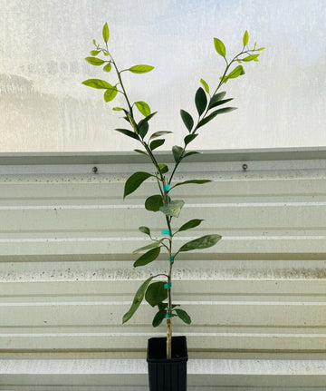 Owari Satsuma Mandarin Tree - 26-30" Tall Live Citrus Plant, Gallon Pot, Grafted