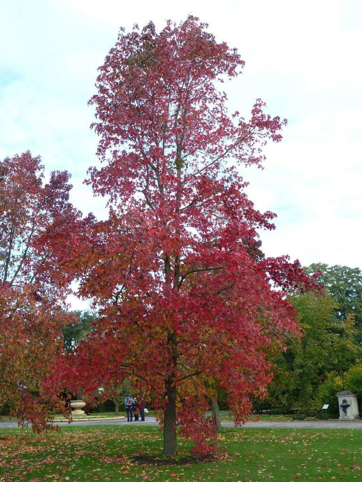 3 River Birch Trees - 18-24" Tall - Live Plants - Bareroot - Betula nigra - The Nursery Center