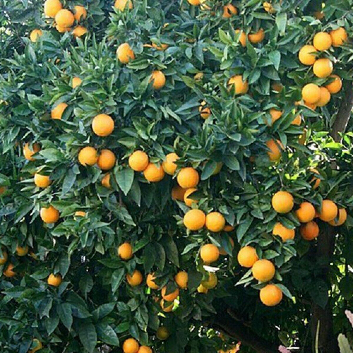 Valencia Orange Tree - 24-36" Tall - Live Citrus Plant - Grafted - Gallon Pot - The Nursery Center