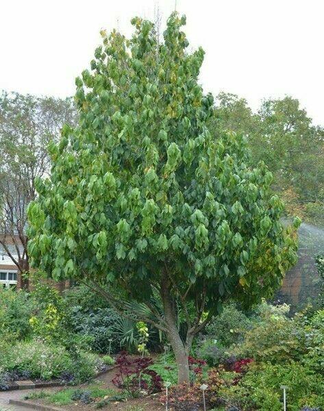 2 Paw Paw Trees - 6-12" Tall - Live Indian Banana Plants - 4" Pots - Asimina triloba - The Nursery Center