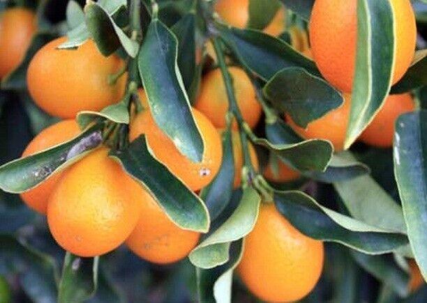 Nagami Kumquat Tree - 26-30" Tall - Live Citrus Plant - Gallon Pot - Grafted - The Nursery Center