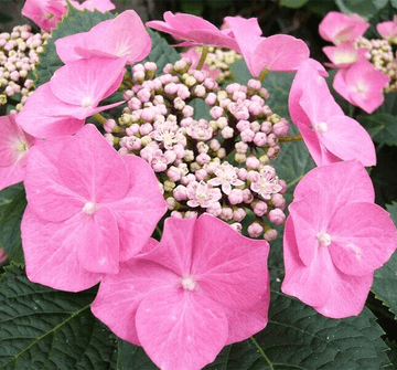 Fasan Hydrangea Shrub/Bush - 8-12