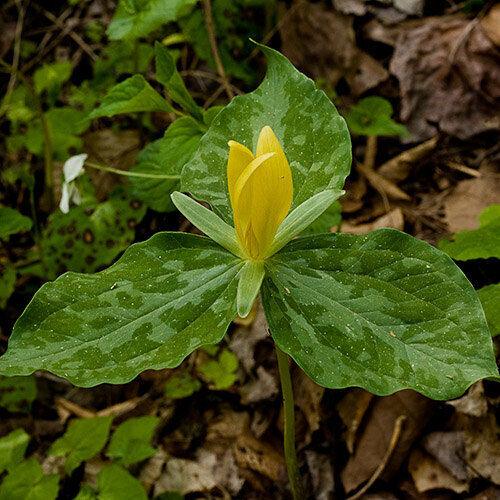 10 Yellow Trillium Root Systems/Bulbs, Wildflower, Yellow Wake Robin - T. luteum - The Nursery Center